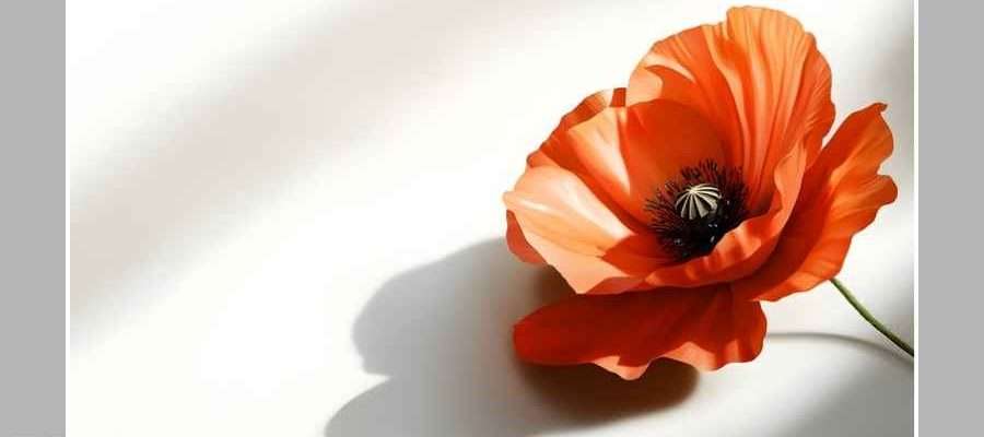 🇨🇦 Lest We Forget